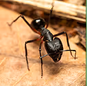Pavement Ant