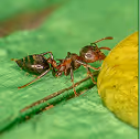 Carpenter Ant