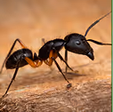 Argentine Ant