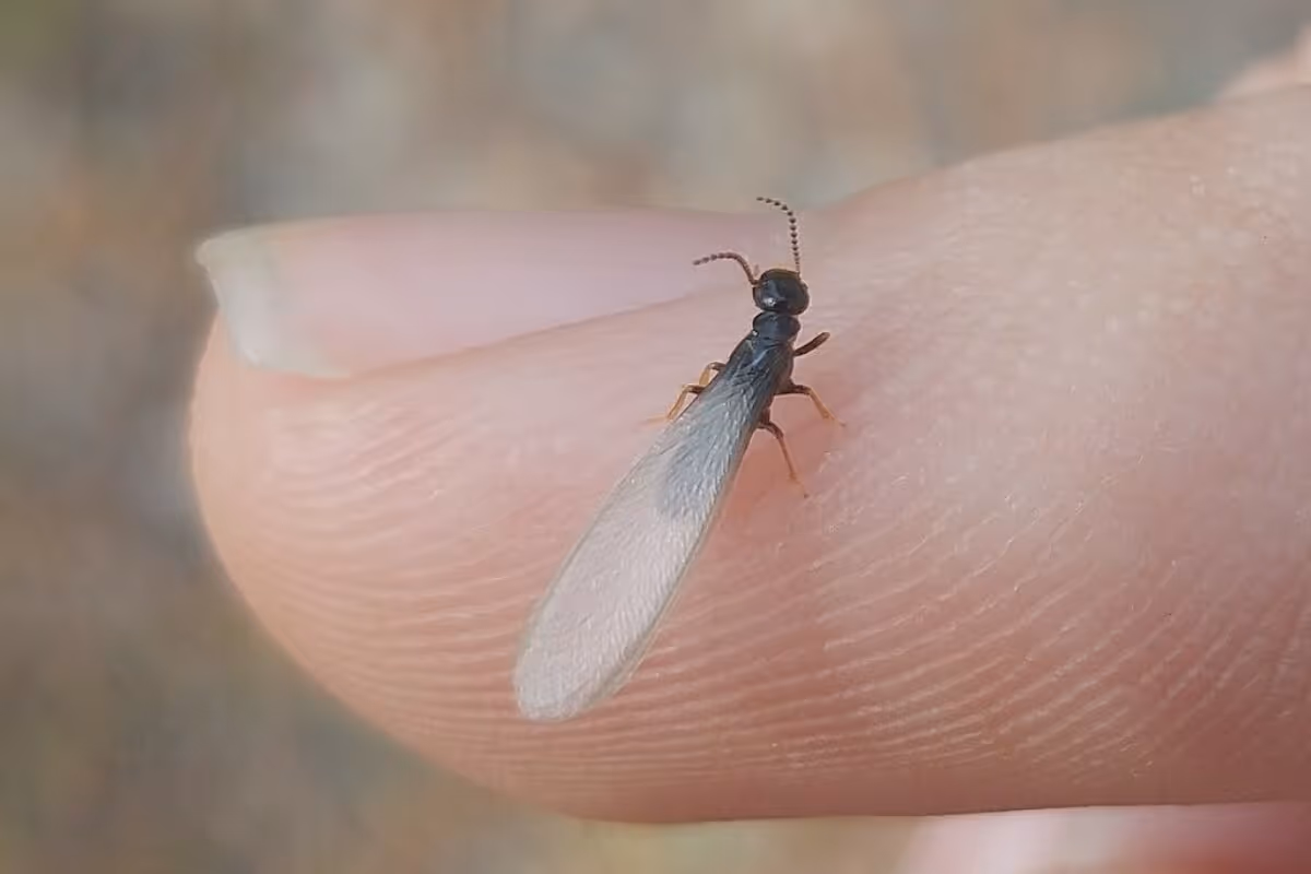Eastern subterranean termite crawling on a fingertip, representing termite pest control services.