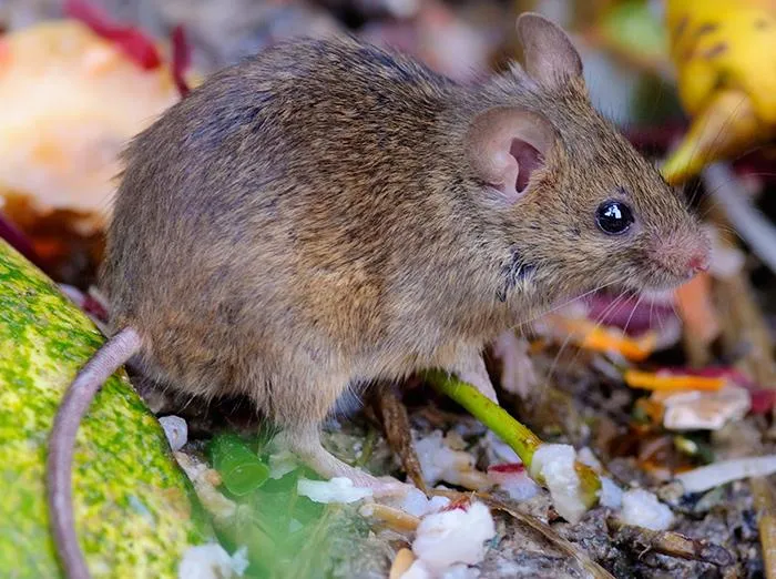 House mouse foraging near food scraps, illustrating rodent pest control services.