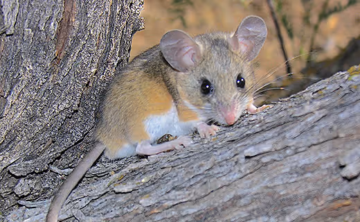 Close-up of a deer mouse outdoors, representing rodent pest control services for homes and businesses.