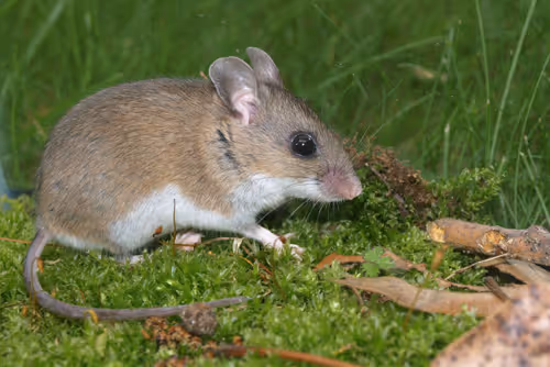 White-footed mouse on grass, representing rodent pest control services.