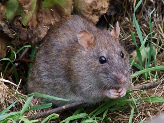 Norway rat, also known as a brown rat, outdoors in grass, used for rodent pest control services.