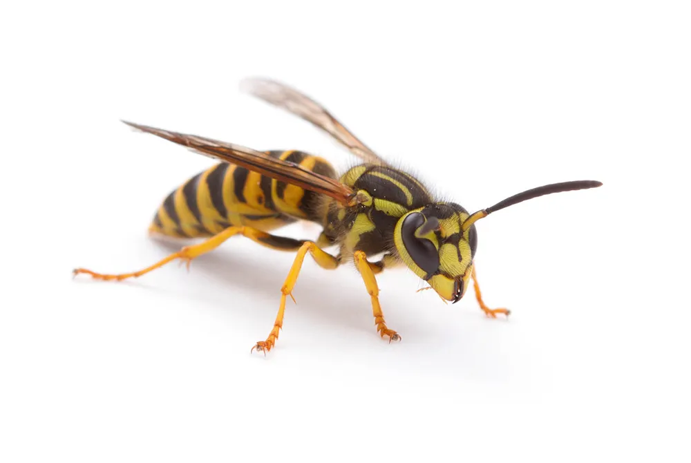 Yellow jacket wasp on white background, representing stinging pest control services.