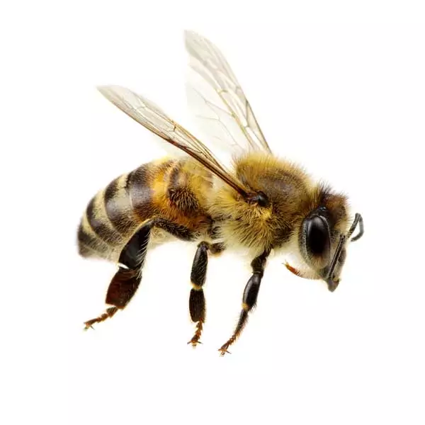 Honey bee isolated on white background, representing stinging pest control services.