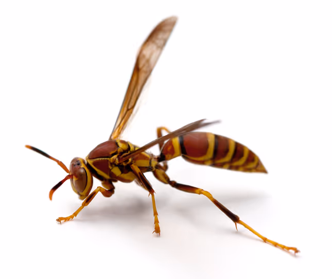 Paper wasp with wings raised on white background, representing stinging pest control services.