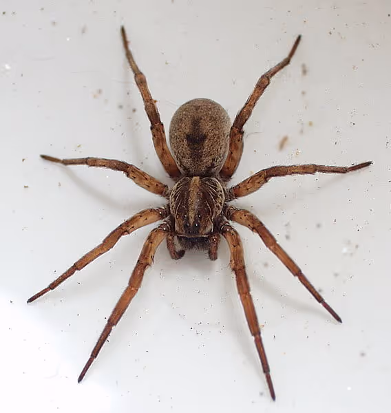 Carolina wolf spider against a light background, symbolizing spider pest control services.