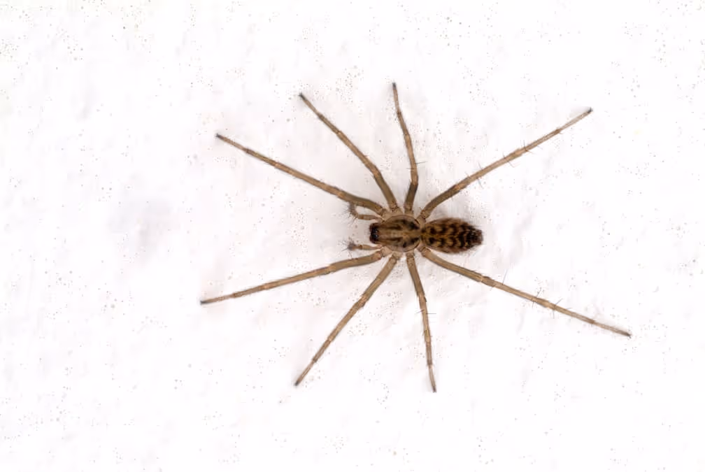 House spider on a white wall, representing spider pest control services.
