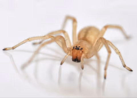 Long-Legged Sac Spider Control