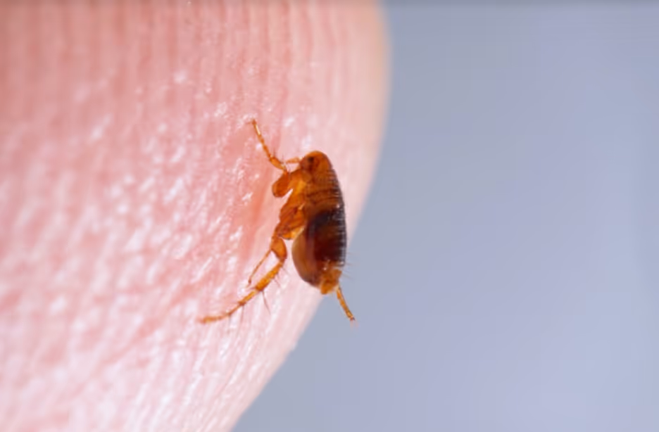 Dog flea on human skin close-up, representing flea pest control services.