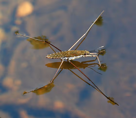 Water strider insect gliding on water surface, representing water bug pest control services.