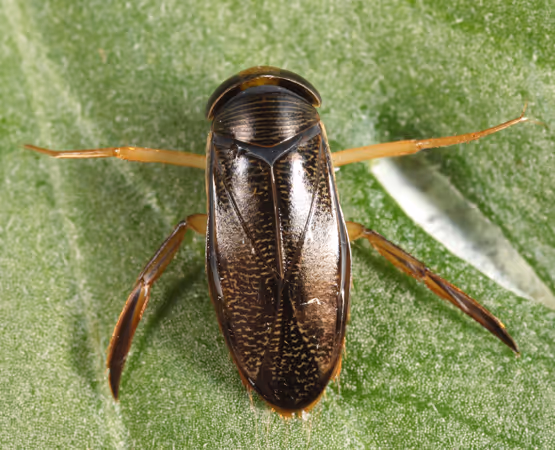 Close-up of a water boatman insect on a green leaf, representing water bug pest control services.