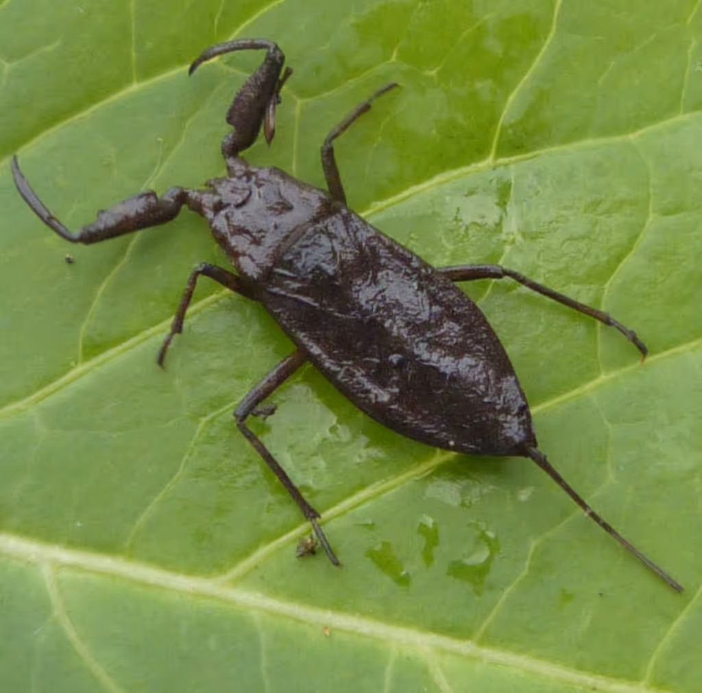 Water scorpion water bug resting on a leaf, representing water bug pest control services.