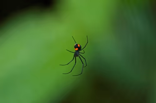 Black Widow Spider Extermination