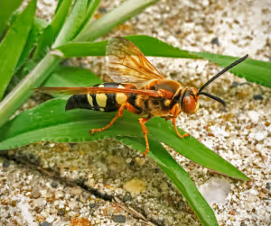 Cicada killer wasp perched on grass, representing stinging pest control services.