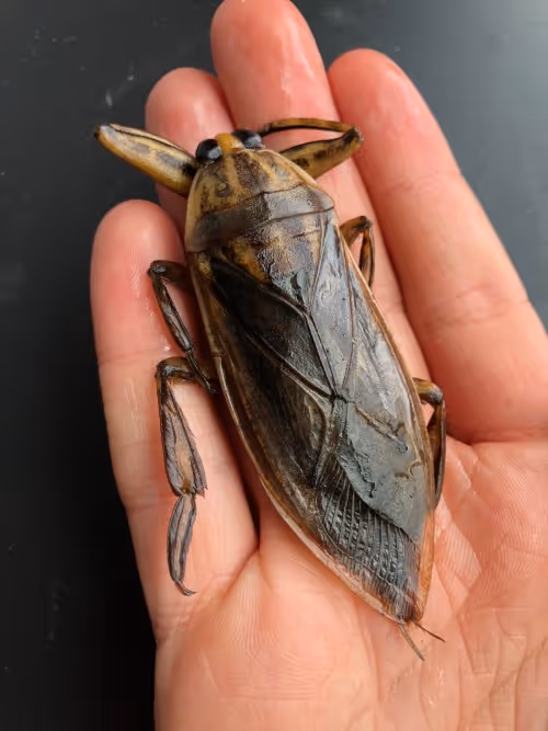 Giant water bug resting in a human hand, representing water bug pest control services.