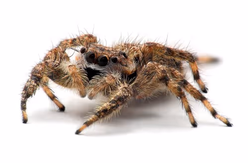 Jumping spider close-up on white background, representing spider pest control services.