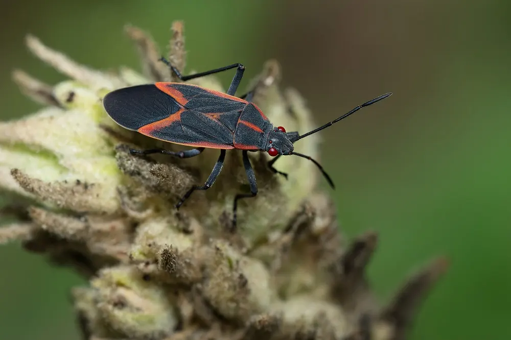 boxelder bug control