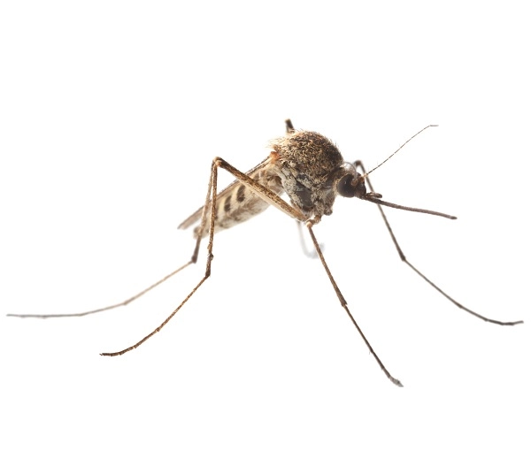 Northern house mosquito isolated on white, symbolizing mosquito pest control services.