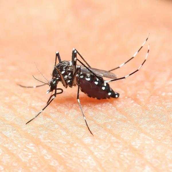 White-dotted mosquito feeding on human skin, representing mosquito pest control services.