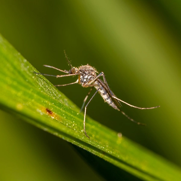 Inland floodwater mosquito on a leaf, representing mosquito pest control services.