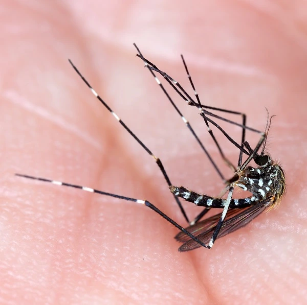 Dead rock pool mosquito on skin, symbolizing mosquito pest control services and protection from bites.