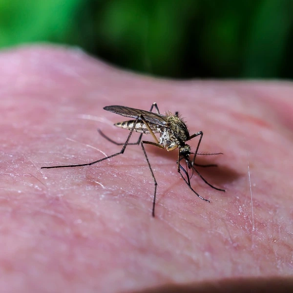 Eastern tree hole mosquito feeding on skin, representing mosquito pest control services.
