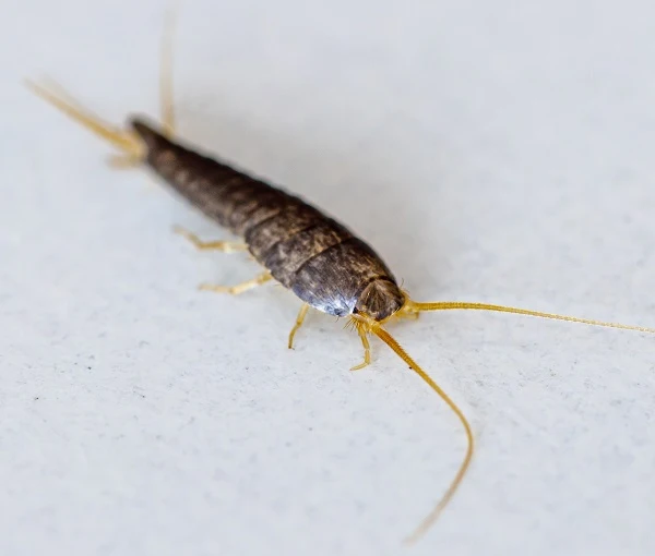Close-up of a common silverfish on a light surface, representing silverfish pest control services.