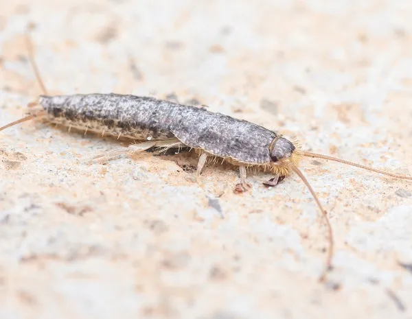 Gray silverfish insect crawling on a rough surface, representing silverfish pest control services.