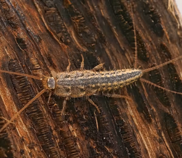 Close-up of a silverfish insect on wood, representing silverfish pest control services.