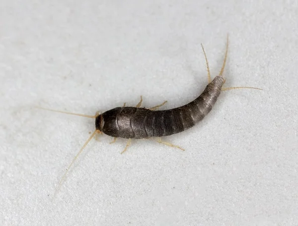 Close-up of an urban silverfish insect on a light surface, symbolizing silverfish pest control services.