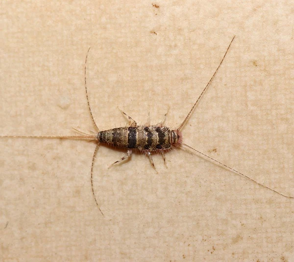 Firebrat silverfish insect on indoor surface, symbolizing the need for silverfish pest control services.