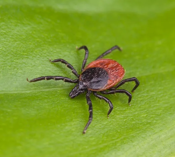Deer tick crawling on a green leaf, representing tick pest control services.