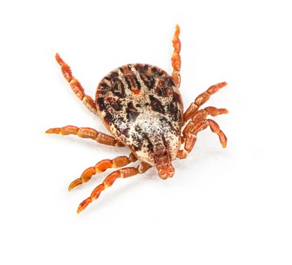 American dog tick isolated on white, representing tick pest control services.