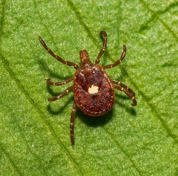 Close-up of a tick on a green leaf, representing tick pest control services.