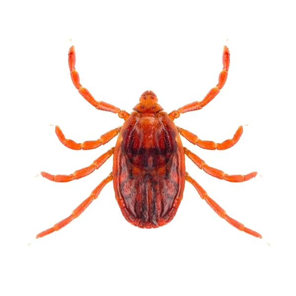 Groundhog tick isolated on white background, representing tick pest control services.