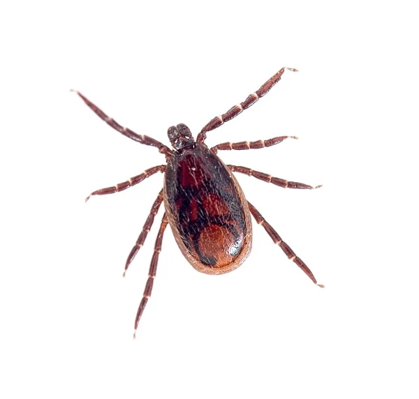 Brown dog tick isolated on a white background, representing tick pest control services.
