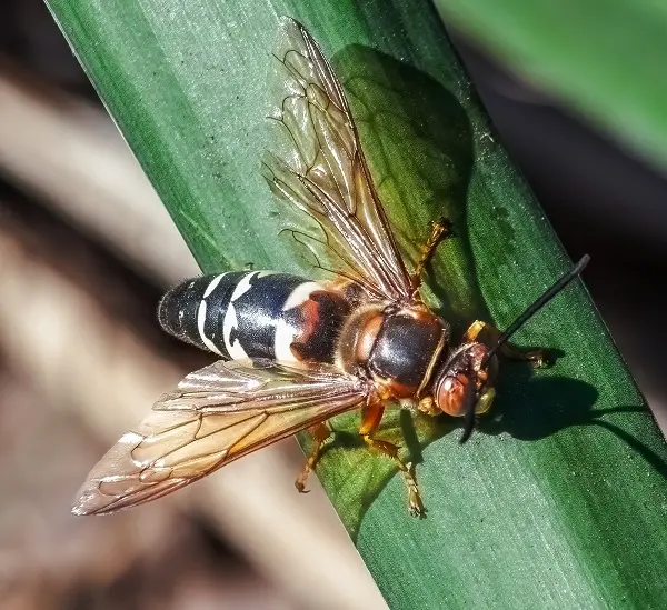 Eastern cicada killer wasp resting on a leaf, used for cicada killer pest control services.