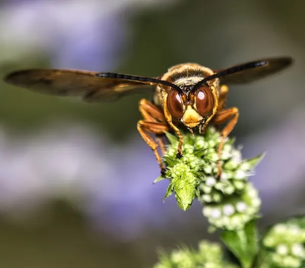Western cicada killer wasp perched on a flower, representing for cicada killer pest control services.