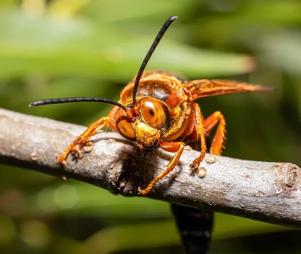 Close-up of a Pacific cicada killer wasp perched on a branch, representing cicada killer pest control services.
