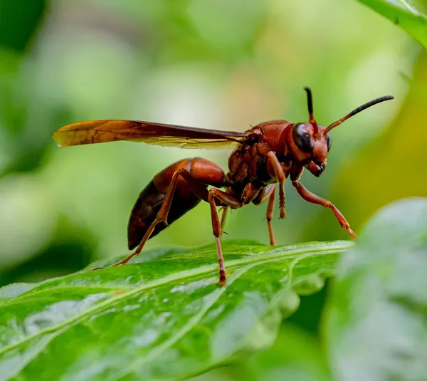 Caribbean cicada killer wasp on a green leaf, representing cicada killer pest control services.