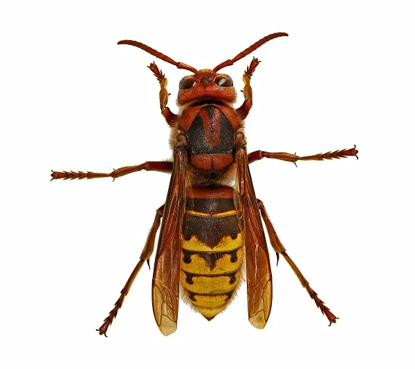 European hornet isolated on white background, representing hornet pest control services.