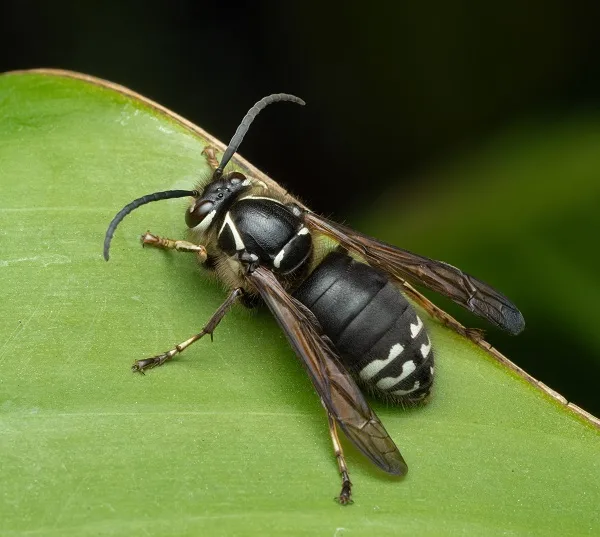 Bald-faced hornet on a leaf, representing hornet pest control services.