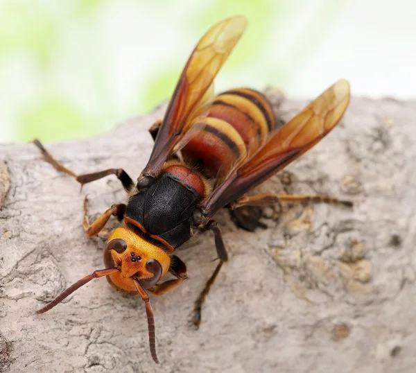 Asian giant hornet on a branch, representing hornet pest control services.
