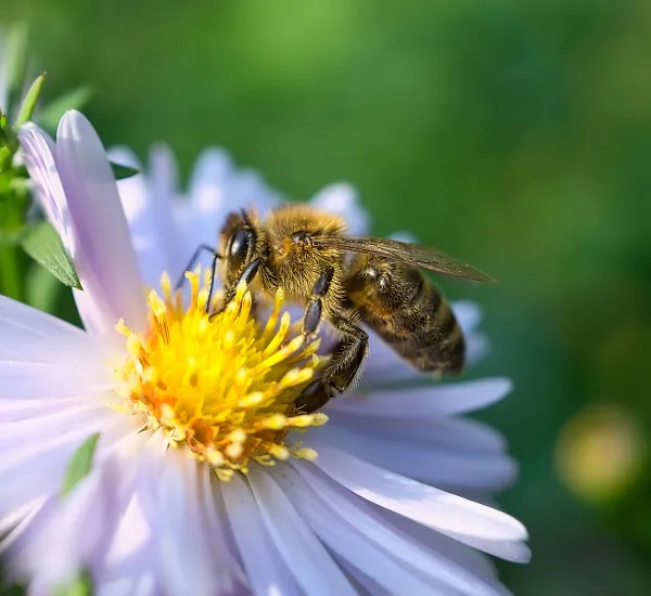 Honey bee collecting nectar from a flower, representing bee pest control services.