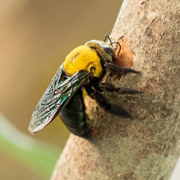 Close-up of a carpenter bee boring into wood, representing bee pest control services.