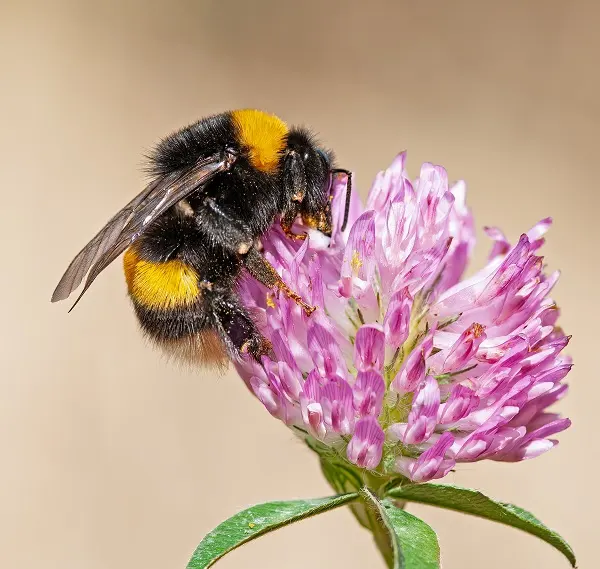 Bumblebee feeding on a pink flower, representing bee pest control services.