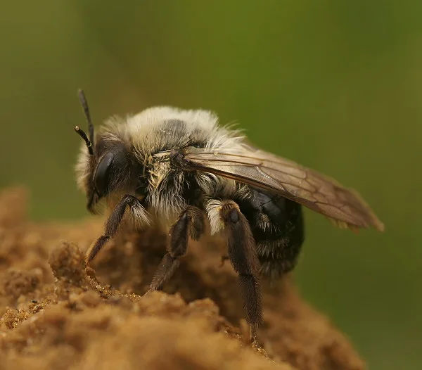 Mining bee on soil, representing bee pest control services.