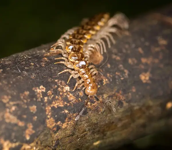 Paper Wasp Control Services